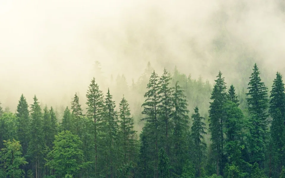 fog-3622519_1280