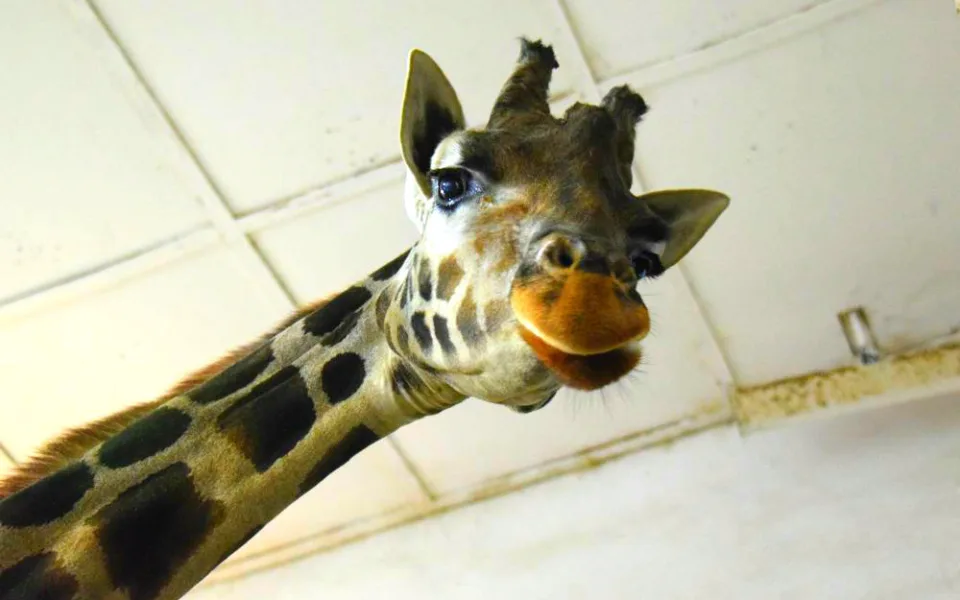 Chcete svůj vánoční stromeček věnovat zvířátkům do olomoucké zoo? Bereme jen od prodejců, zní ze zoo