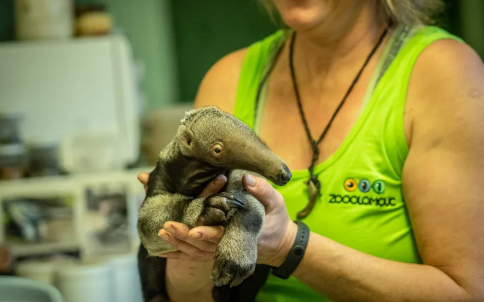 FOTO/VIDEO: V zoo dneska vážili mládě mravenečníka