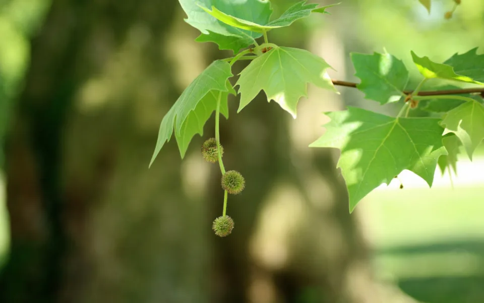 platanus-3382539_1920