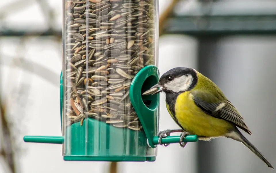 tit-3980022_1920