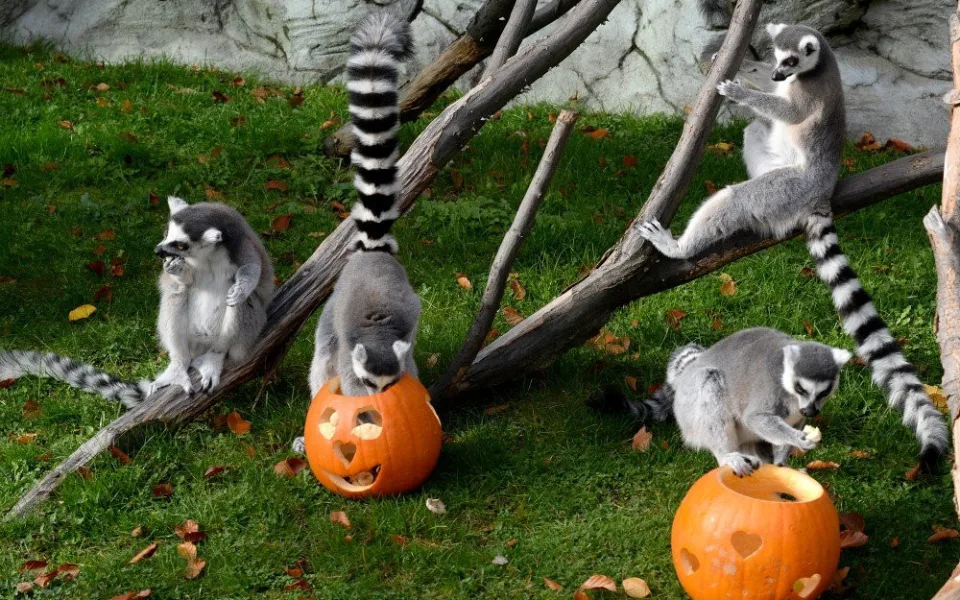 Ilustrační foto ZOO Olomouc
