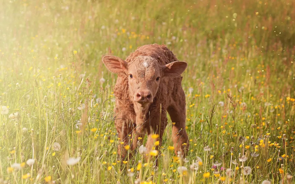 calf-790263_1920