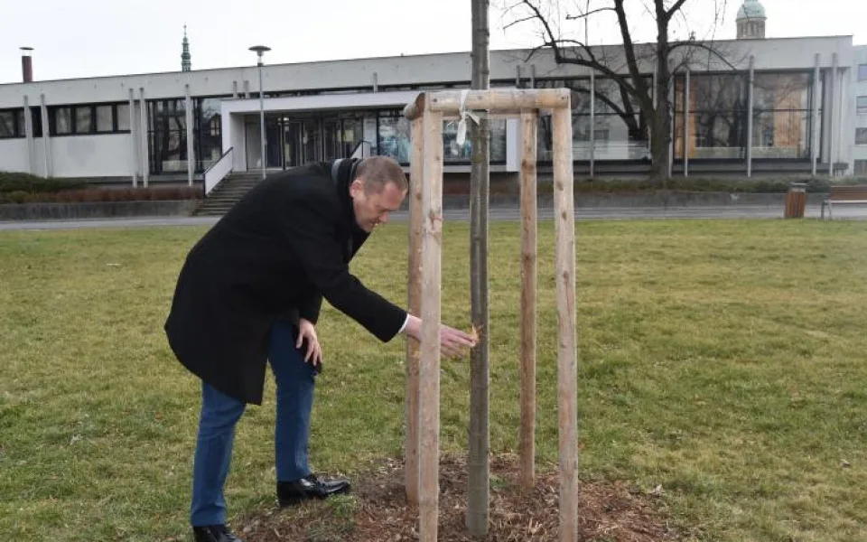 Hledá se páníček. Strážníci potřebují pomoct v případu poškozené lípy