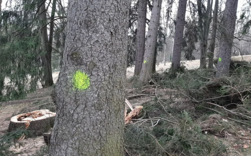 V jesenických sadech musí k zemi dalších 15 stromů. Silný vichr jich skolil už 50