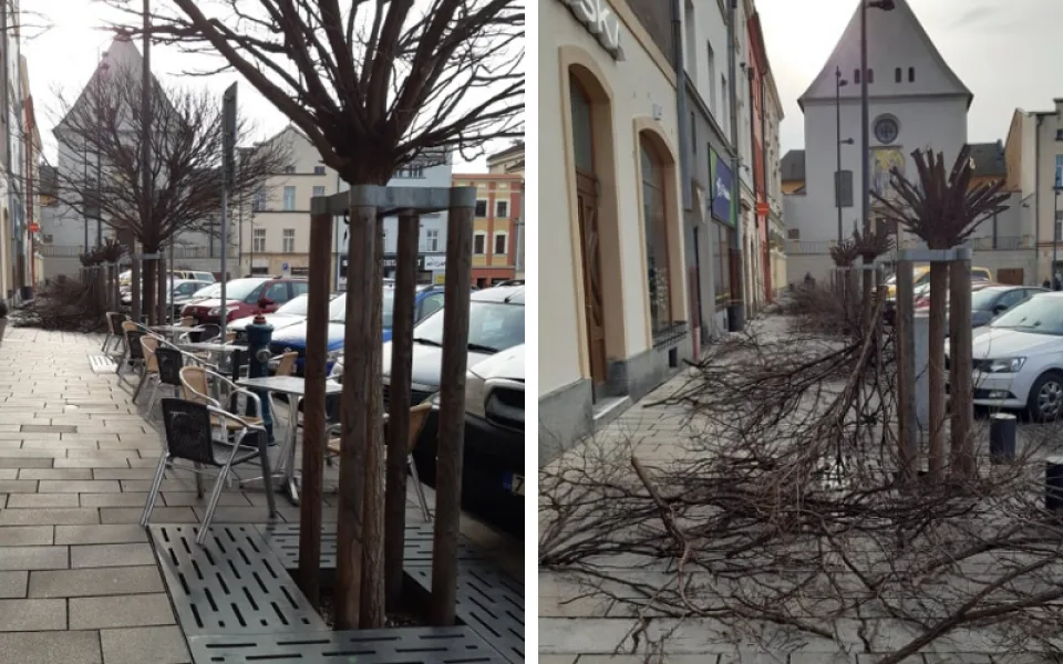 Stromy na Dolním náměstí razantně změnily svou podobu