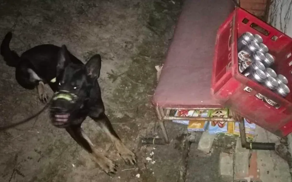 Policejní pes Inki si k vlastním narozeninám nadělil skvělý úspěch, vyčenichal zlodějův lup