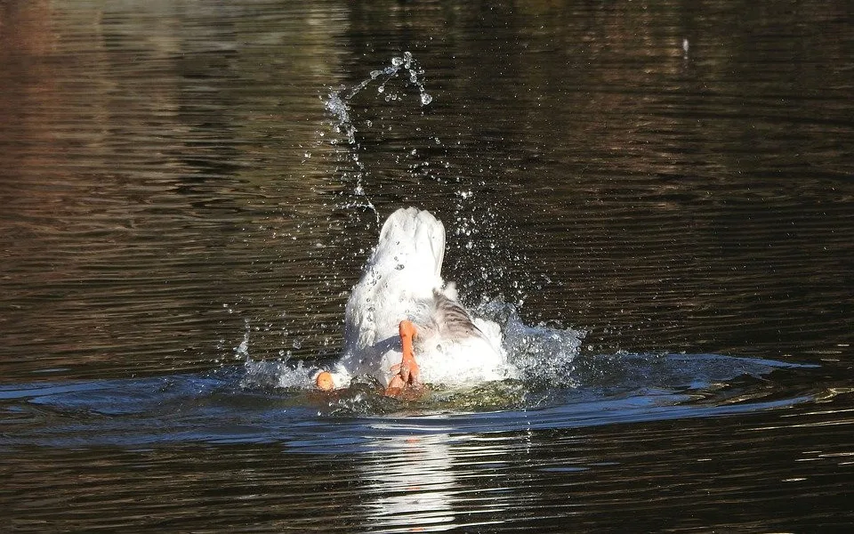 goose-3996975_960_720