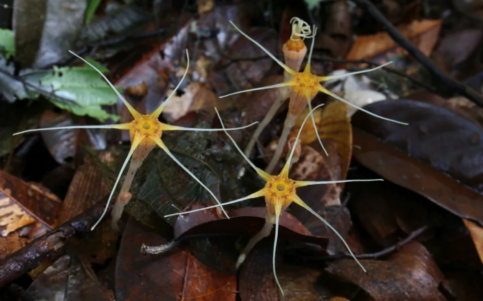 Thismia Ornata