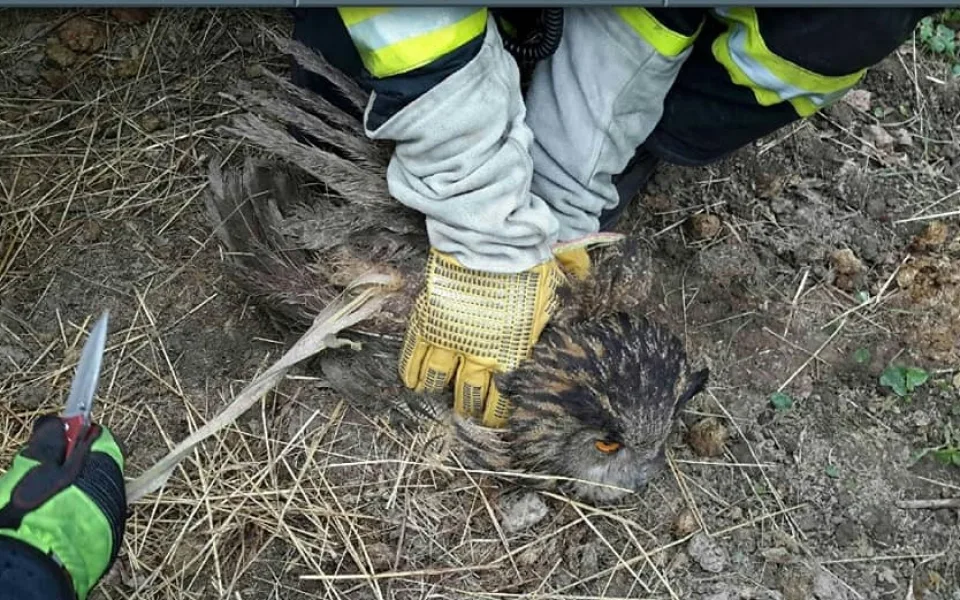 Hasiči zachraňovali sovu zamotanou do elektrického ohradníku