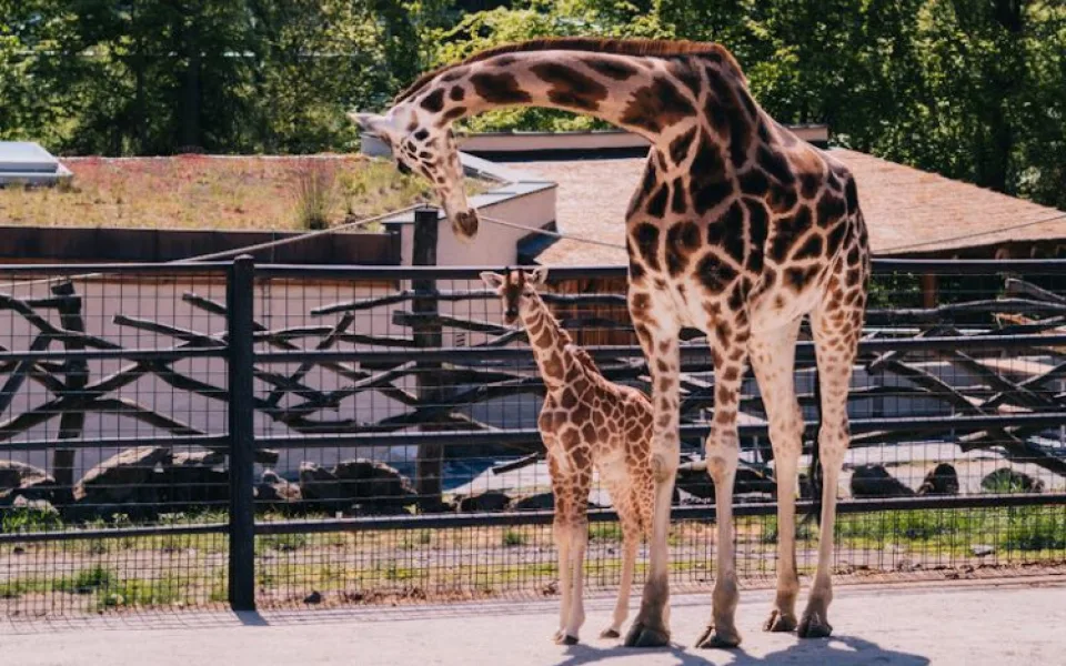 FOTOGALERIE: V olomoucké zoo se narodila žirafa. Toto jsou její první krůčky