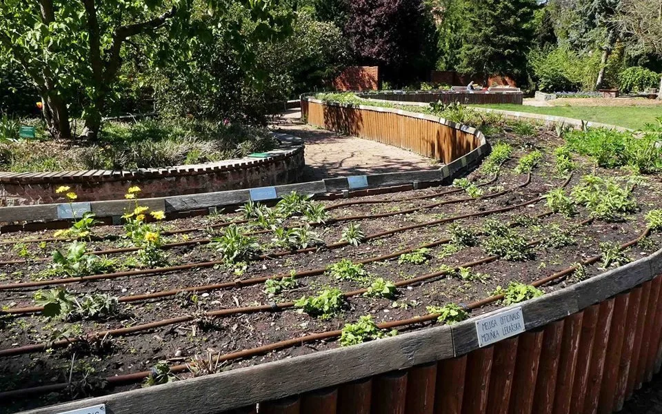 FOTO: Zloděj řádil v botanické zahradě. Ze záhonu pro nevidomé vytrhal tři desítky rostlin