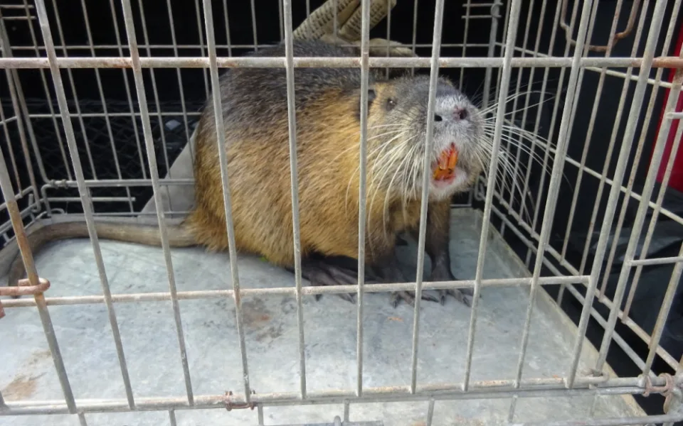 Žena se bála bobra na své zahradě. Strážníci nakonec odchytili nutrii
