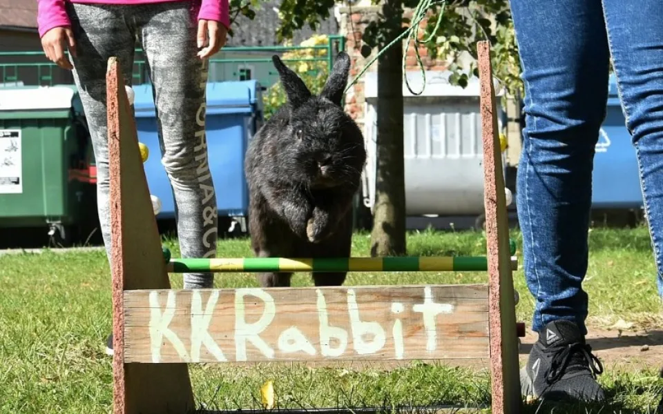 Na přerovské výstaviště zamíří o víkendu chovatelé králíků, drůběže, holubů i okrasného ptactva
