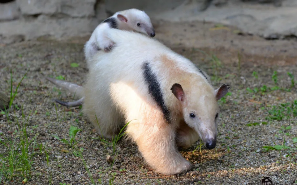 Další přírůstek mezi mravenečníky v olomoucké zoo. S lenochody tam tvoří jednu rodinu