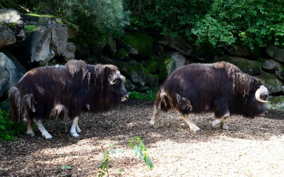 Pižmoň aljašský se do olomoucké zoo vrátil po dvou letech.