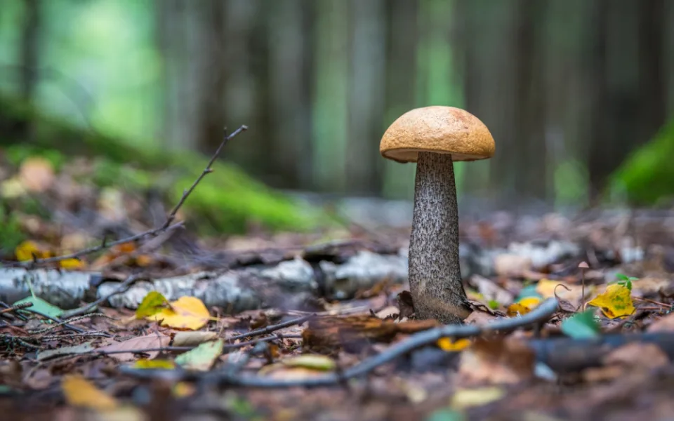 I přes deště a vysoké teploty zatím houby tolik nerostou