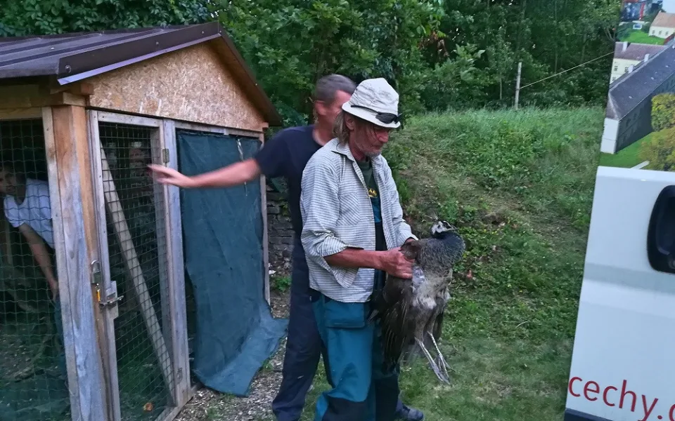 Paví rodinka se ze zámku Čechy pod Kosířem vrátila zpět domů do ZOO Olomouc