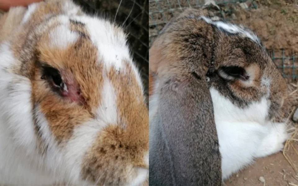 V kauze Králík se nepotvrdilo pochybení olomoucké zoo.
