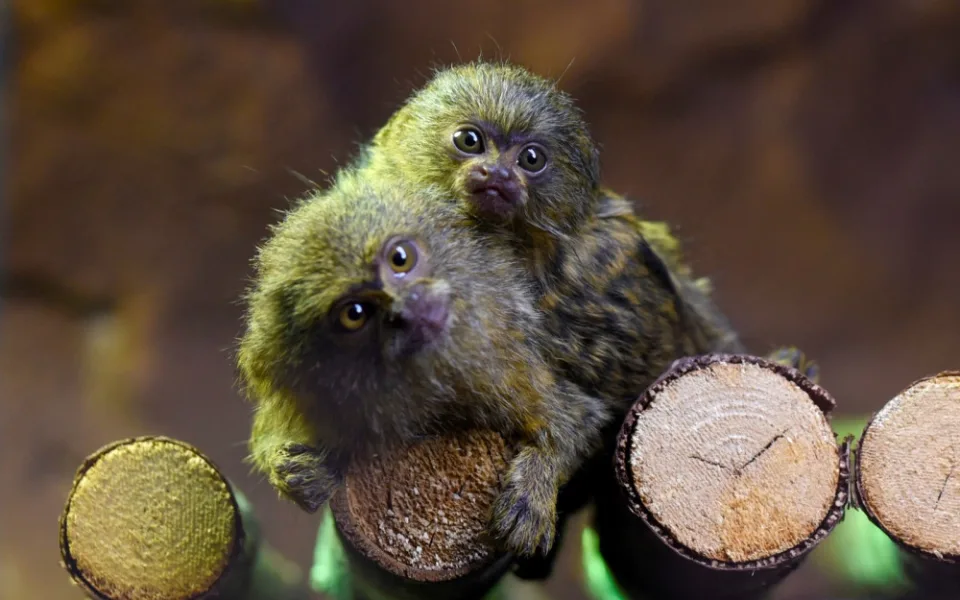 FOTO: V olomoucké zoo přišla na svět mláďata nejmenší žijící opice na světě