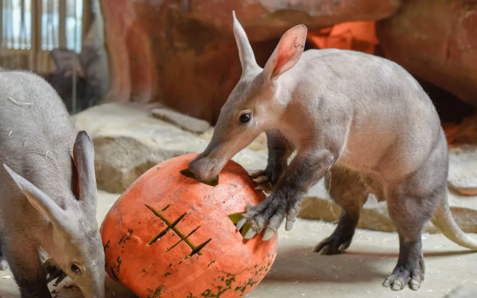 VIDEO a FOTO: Tygřice, opice či medojedi si užili „Dýňobraní“ v olomoucké zoo