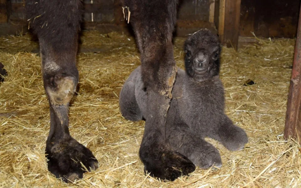Velbloudí babička v olomoucké zoo porodila mládě. Jmenuje se Eliot