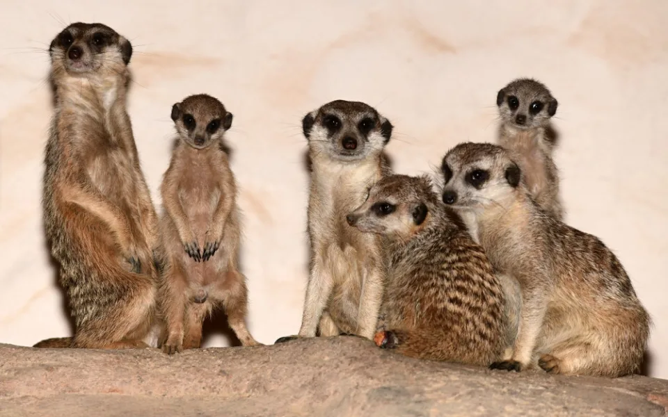 V olomoucké zoo se narodila tři mláďata oblíbených surikat