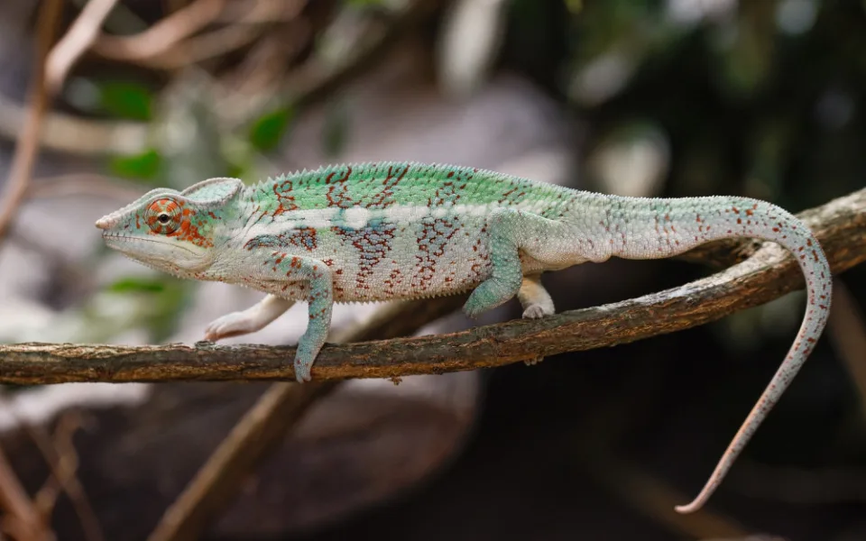 V olomoucké zoo mohou návštěvníci nově vidět chameleona pardálího