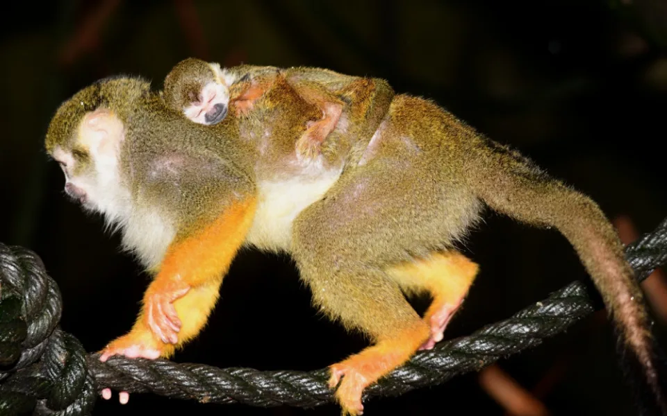 FOTO: Olomoucká zoo hlásí první mláďata nového roku. Kdo si letos připsal prvenství?