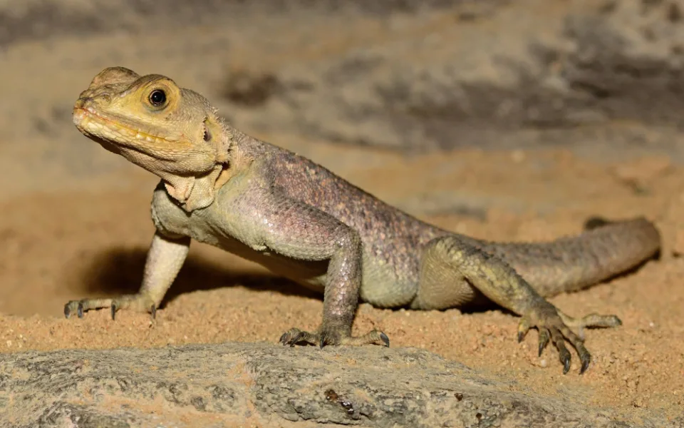 Olomoucká zoo rozšířila expozici s varany, užovkami a leguány