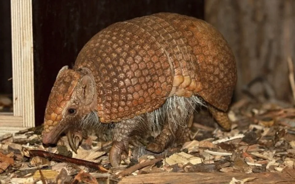 Olomoucká zoo získala do svého chovu pásovce kulovité