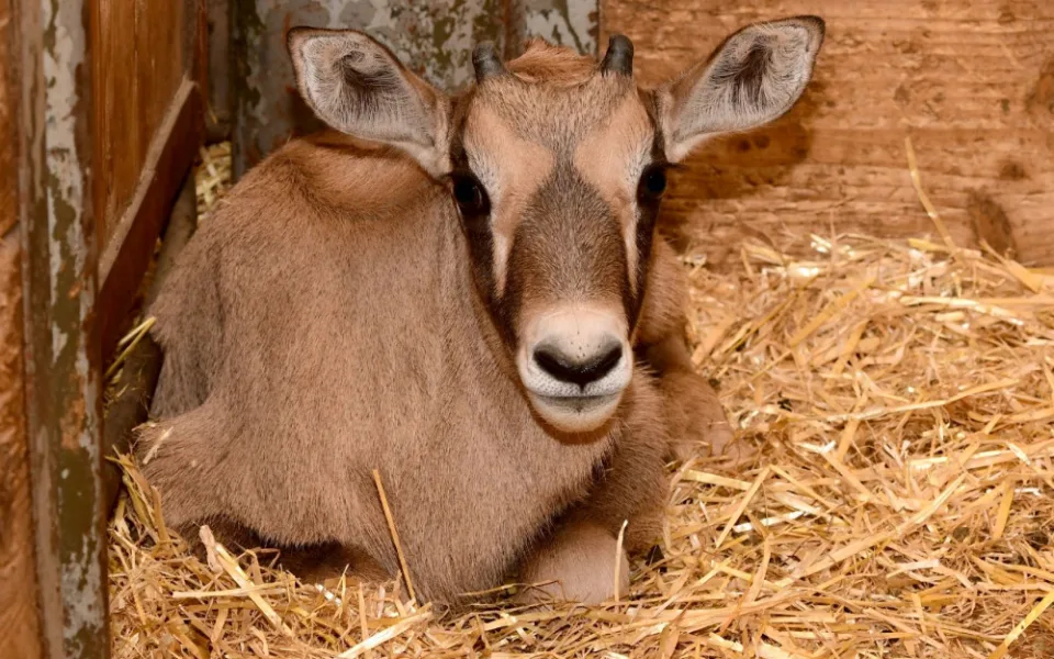 V olomoucké zoologické zahradě se narodilo už sedm antilop. Další jsou na cestě