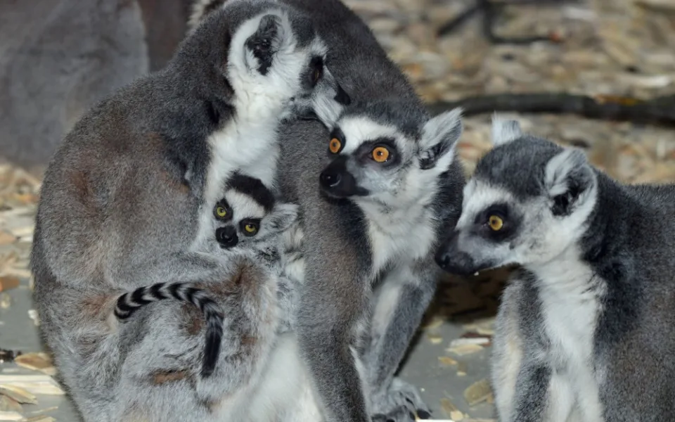 Olomoucká zoo má další mládě lemura. Chová je už téměř deset let
