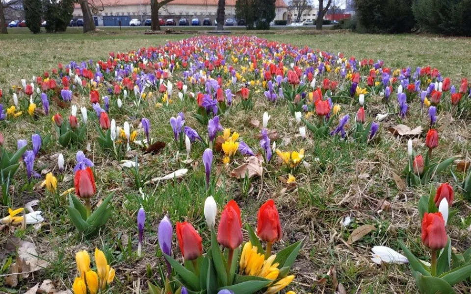 Pestrobarevné květiny na jaře ozdobí několik nových míst v Olomouci