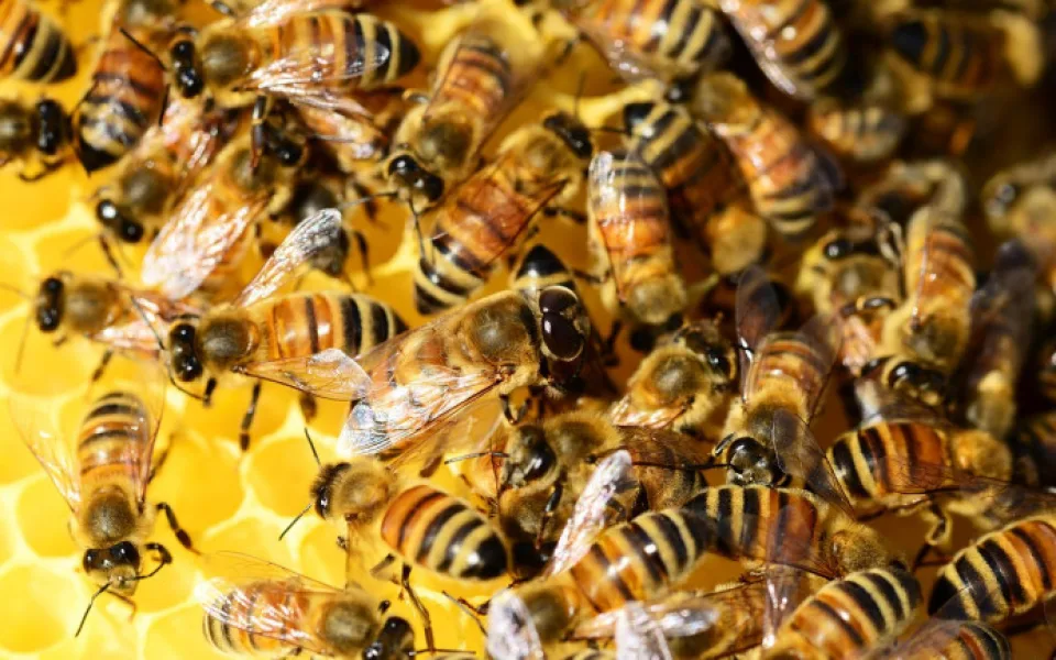 size3-15817687914552-152-honey-bees-326336-1280
