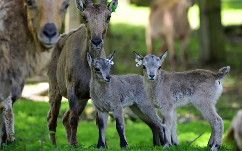 Olomoucká zoo přivítala na svět tři mláďata kozorožce kavkazského