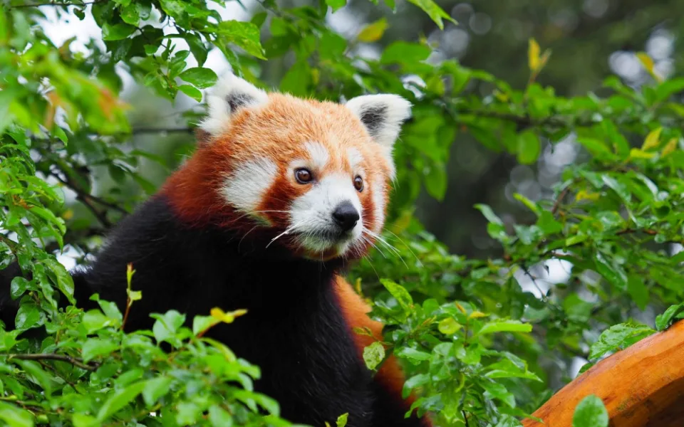 Olomoucká zoo získala z Francie dva samce ohrožené pandy červené
