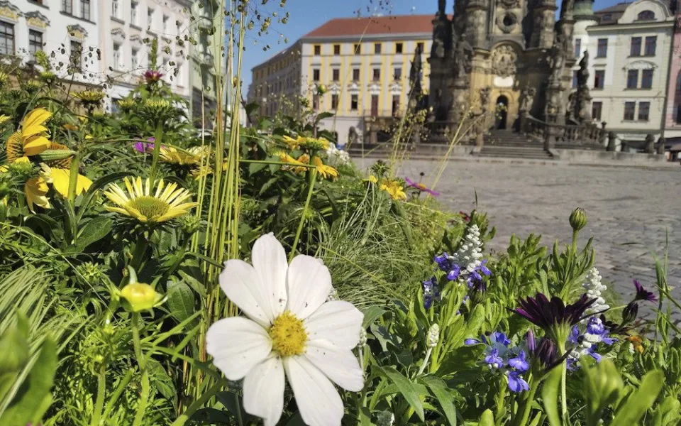 Květinová výzdoba na olomouckém Horním náměstí