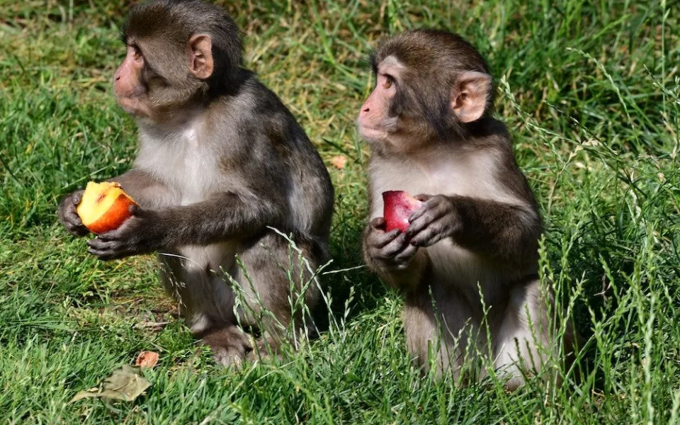 Skupinka chronických útěkářů se rozrostla. V Olomoucké zoo se narodila dvojice makaků