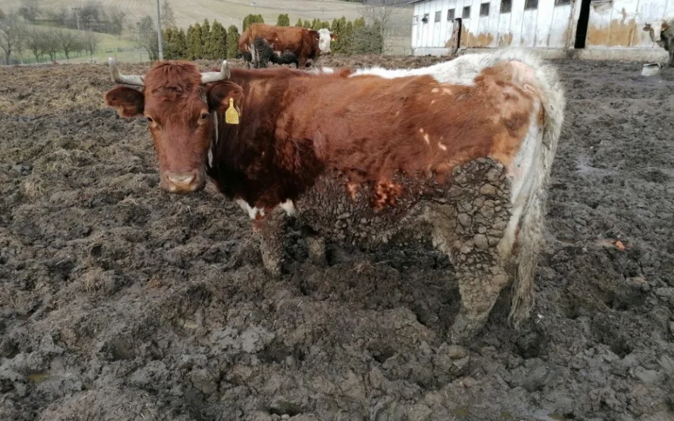 Soud vyslechl svědky v případu údajného týrání zvířat na farmě. Je to výmysl k pošpinění jména, říká majitel.
