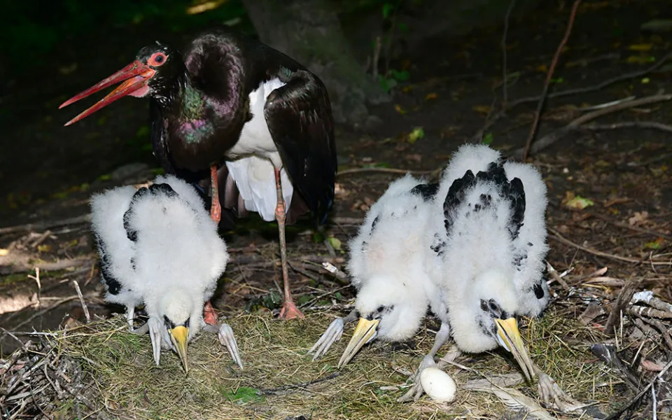 Čápi černí se v olomoucké zoologické zahradě uhnízdili na zemi vedle umělé čedičové skály ve voliéře zvané Bábovka