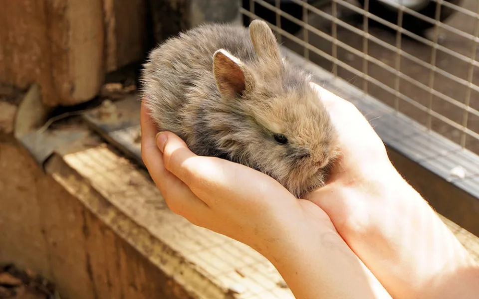Návštěva výběhu s králíky je v Zoo na Svatém Kopečku velmi oblíbená hlavně u dětí - ilustrační foto