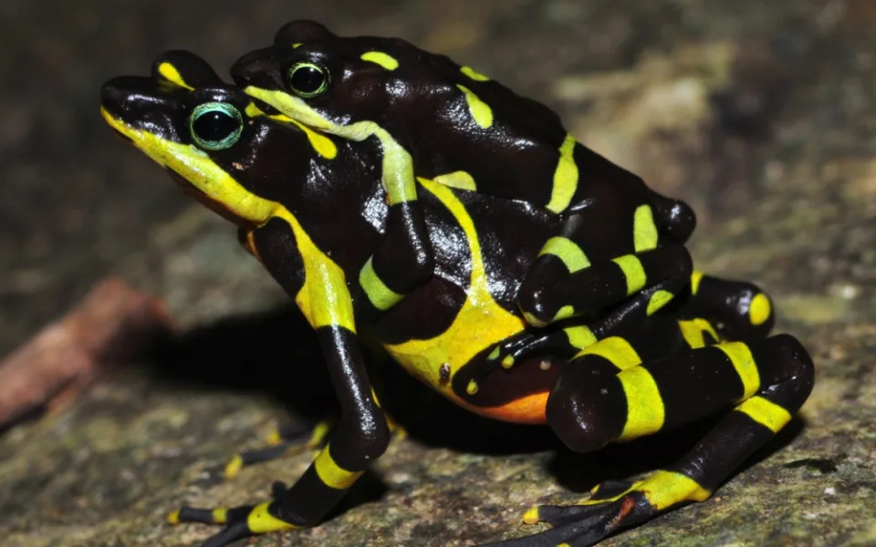 Atelopus5