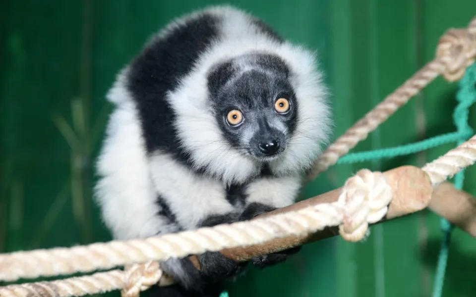 lemur 3