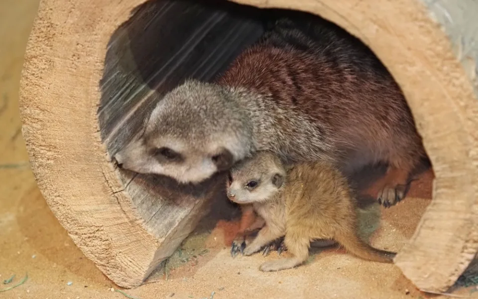 Olomoucká zoo odchovala od 70. let 20. století okolo stovky mláďat, letos v srpnu se narodila jedna samička