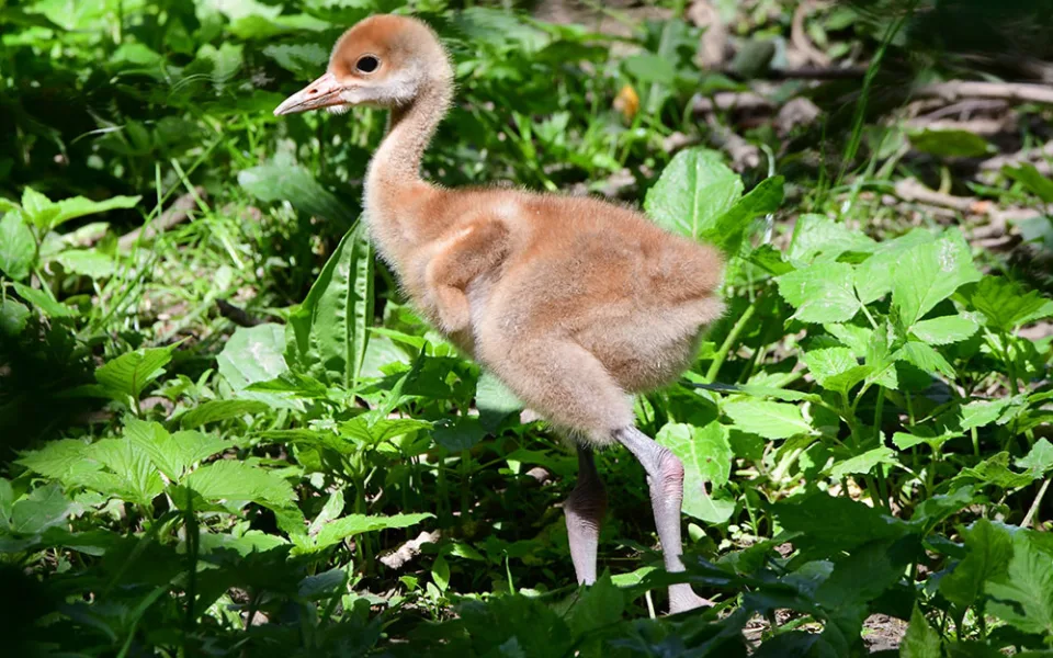 Ošetřovatelskému týmu olomoucké zoo se podařilo odchovat dvě mláďata jeřába mandžuského