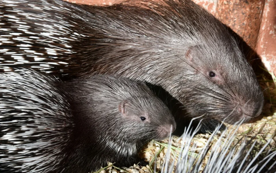 Olomoucká zoo přivítala mláďata dikobrazů. Narodilo se jich hned osm