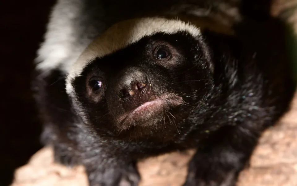 Po pěti měsících se v olomoucké zoo ukázalo mládě medojeda. Je to kluk