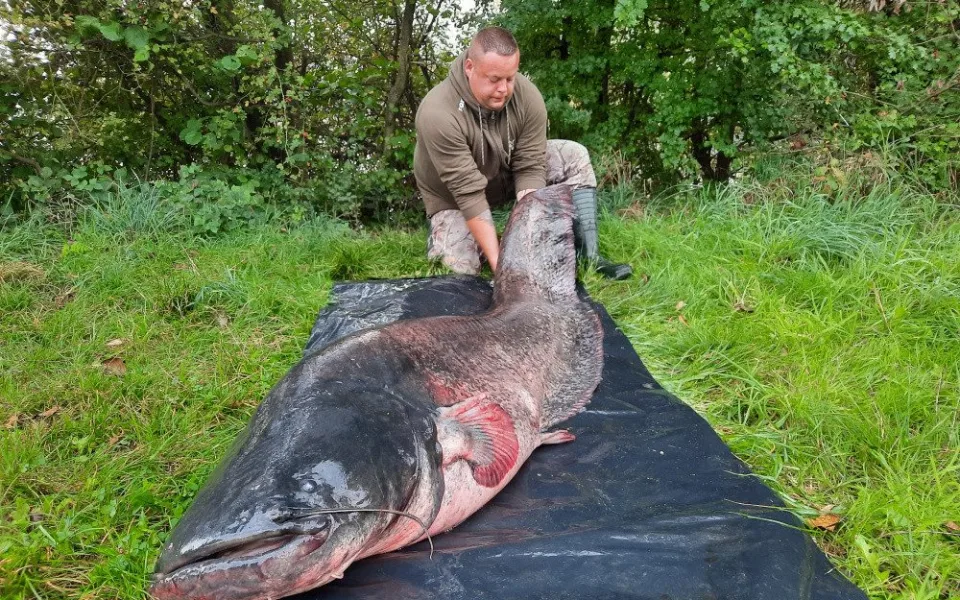 Neskutečný zážitek přineslo rybaření na Poděbradech u Olomouce Michalu Staňkovi. Rekordní sumec měřil 251 cm