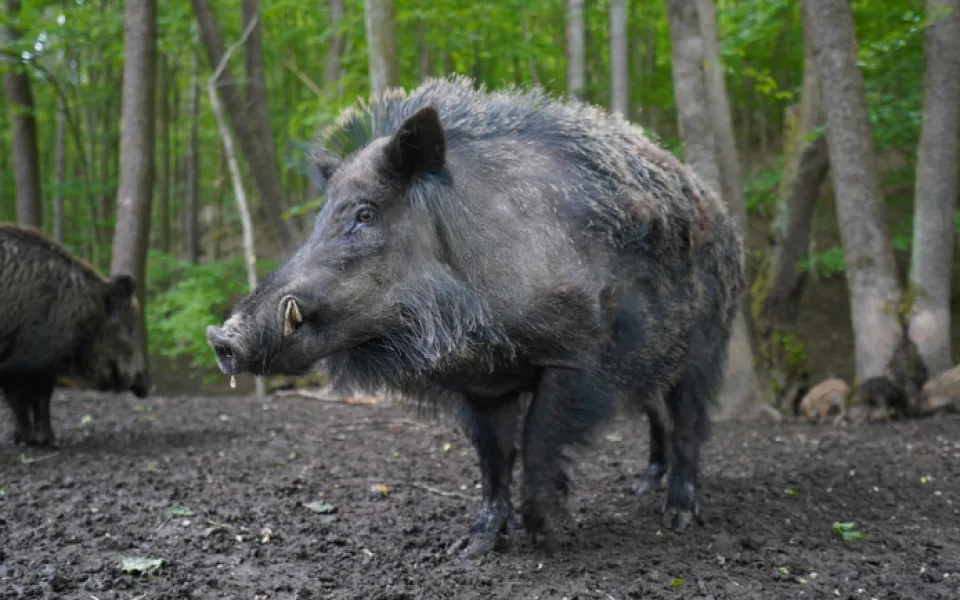 Obyvatelé Hluboček si stěžují na divoká prasata. Lesní zvěř rozryla i hřiště